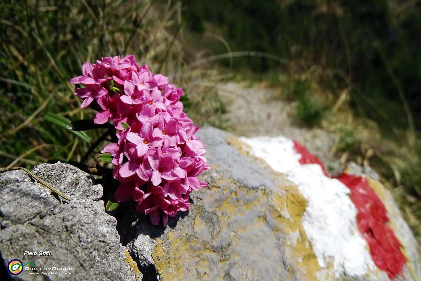 38 Dafne odorosa (Daphne cneorum) ...profumatiossima !.JPG -                                